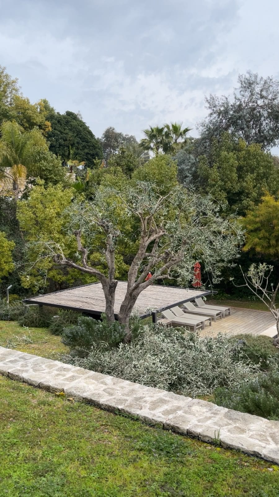 Le même olivier après taille par Bonfi Garden : charpente dégagée et terrasse de nouveau visible